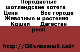 Породистые шотландские котята. › Цена ­ 5 000 - Все города Животные и растения » Кошки   . Дагестан респ.